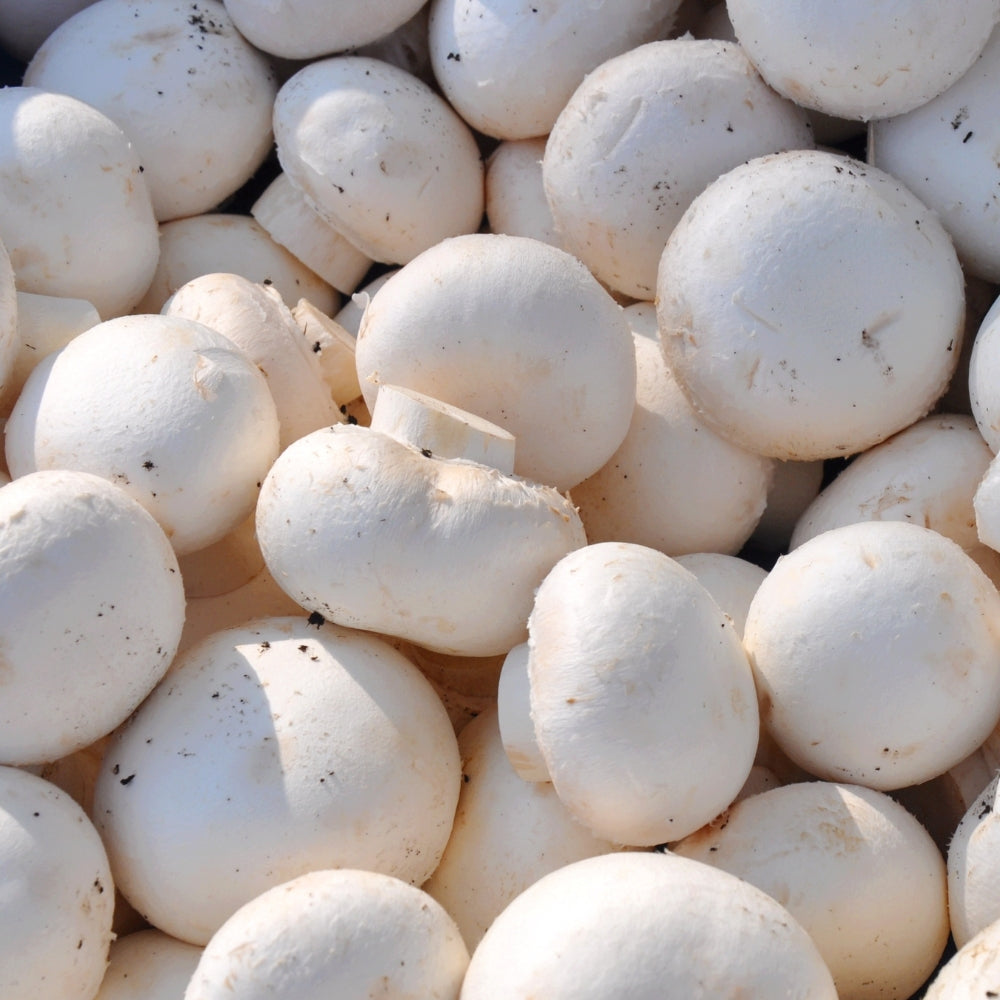 Button Mushrooms Tray 2.5kg 雙孢蘑菇 - Soon Fung LTD