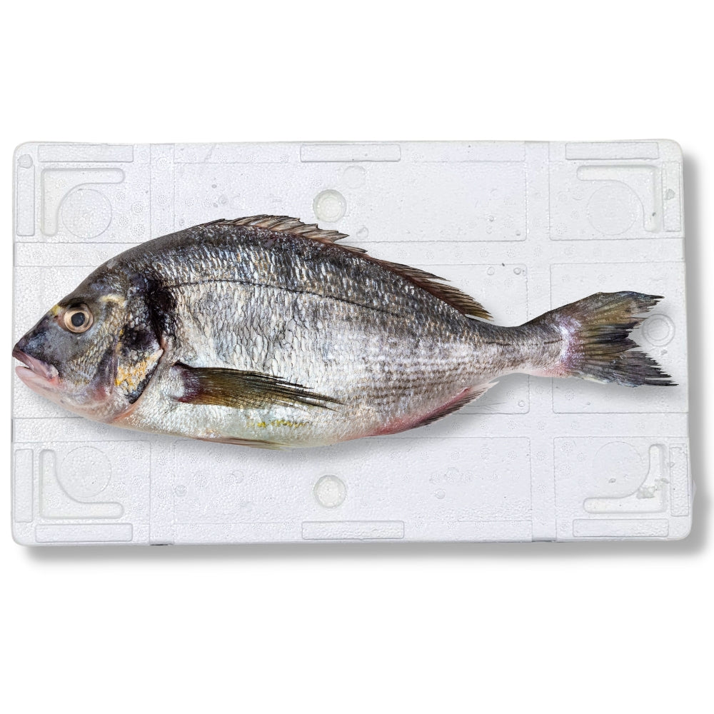 Fresh Whole Seabream 600-800g (Medium) (With Scales & Guts) 6kg 鮮原條鯛魚 (箱裝) - Soon Fung LTD