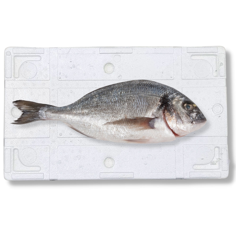 Fresh Whole Seabream 400-600g (Small) (With Scales & Guts) 6kg 鮮原條鯛魚 (箱裝) - Soon Fung LTD