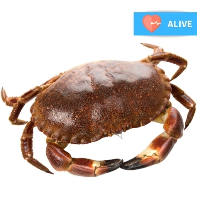 Fresh Live  Brown Crab 800g Each (London/M25 Delivery Only) - Soonfung