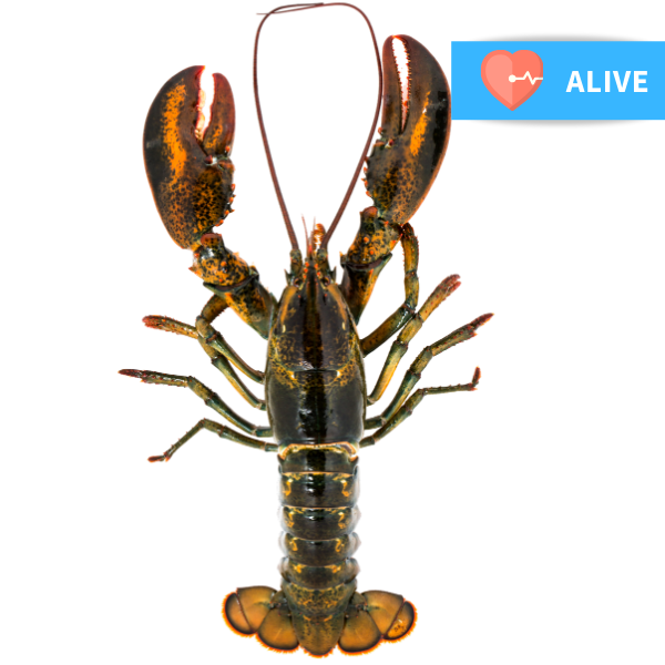 Fresh Live Whole Canadian Lobster (Small) 600g Each (London/M25 Delivery Only) - Soonfung