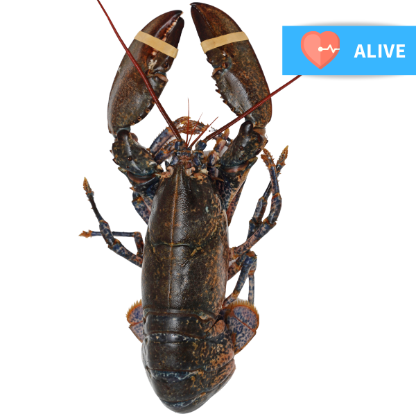 Fresh Live Whole Canadian Lobster (Extra Large) 900-1000g Each (London/M25 Delivery Only) - Soonfung