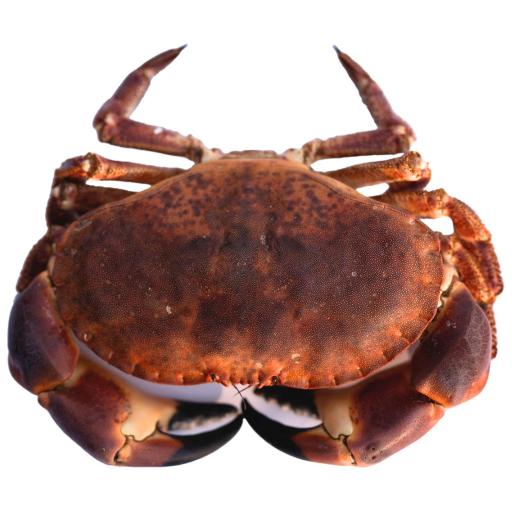 Fresh Live Brown Crab Male (Approx 1kg) Each (London/M25 Delivery Only) - Soon Fung LTD