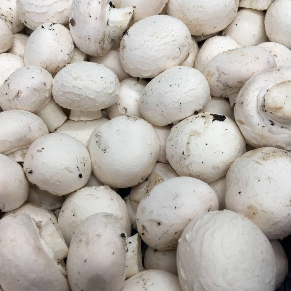 Cup Mushroom Tray 2.5kg 白蘑菇 - Soon Fung LTD