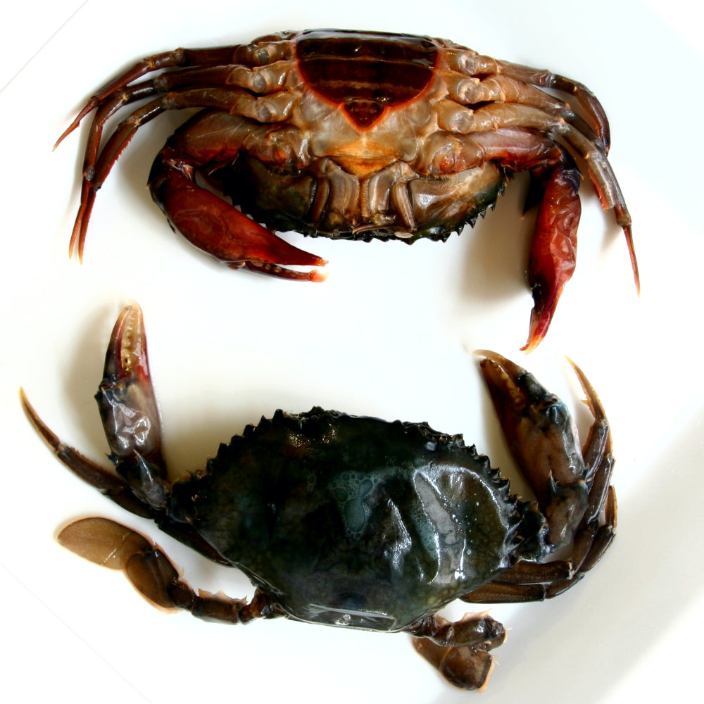 Golden Ribbon Soft Shell Crabs (9pcs) 1kg - Soon Fung LTD