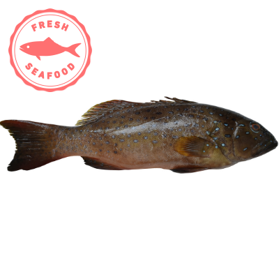 Fresh Whole Brown Grouper Fish 800g-1kg - Soon Fung LTD