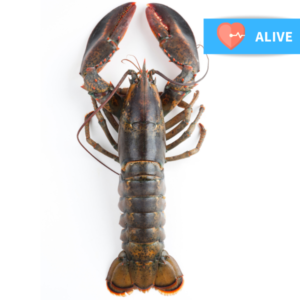 Fresh Live Whole Canadian Lobster (Large) 800g Each (London/M25 Delivery Only) - Soonfung